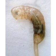 Rat-tailed maggot