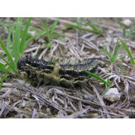 Red admiral caterpillar