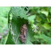 Red Admiral Pupa