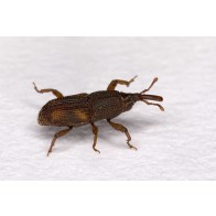 Rice weevil