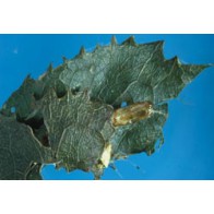 Leafroller caterpillar