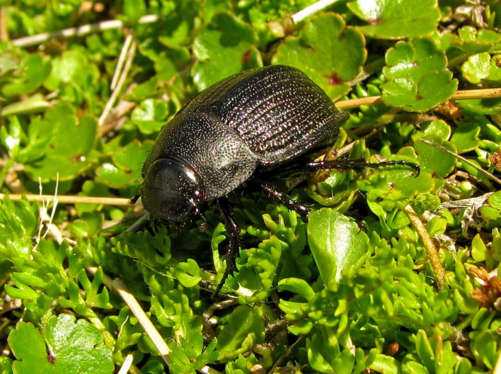 Scarab [Scythrodes squalidus]. Image: Barbara Barratt / CC BY NC