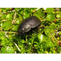 Scarab beetles