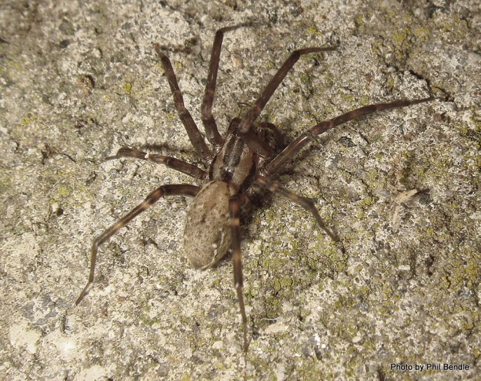 Sheetweb Spider.Image: Phil Bendle Collection, CitSciHub.nz