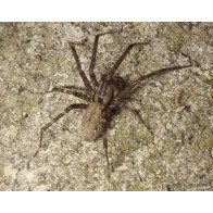 Sheetweb spider