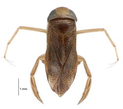 [Sigara arguta]. Image: Birgit Rhode, Manaaki Whenua – Landcare Research / CC-BY