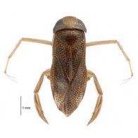 Water boatman