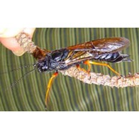 Wood wasp