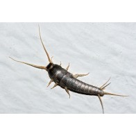 Silverfish 