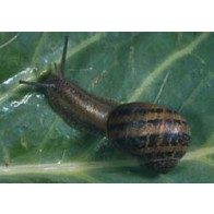 Brown garden snail