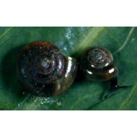 Small land snails