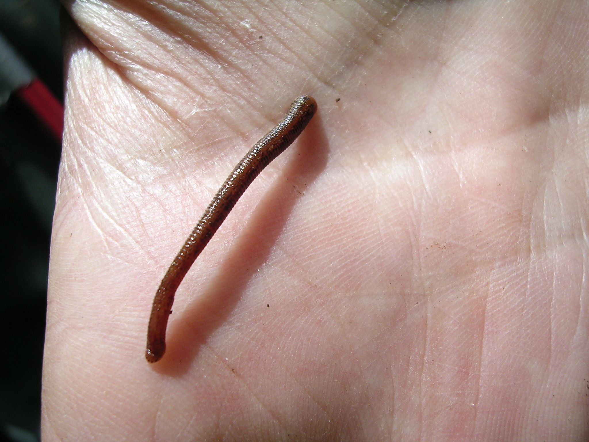How Big Is A Leech