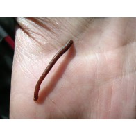 Leech