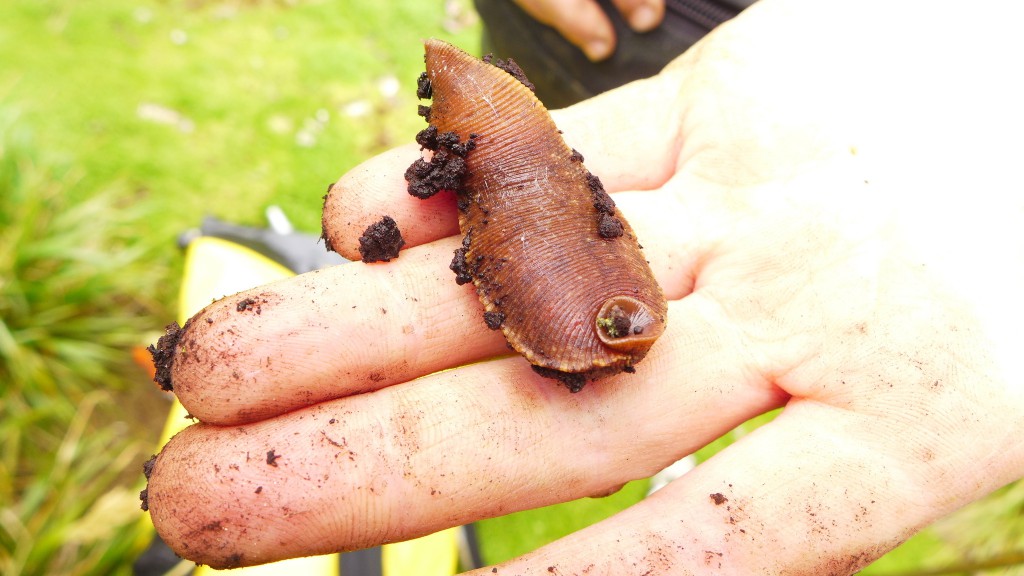 Leech » Manaaki Whenua