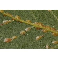 Soft brown scale, an example of a soft scale