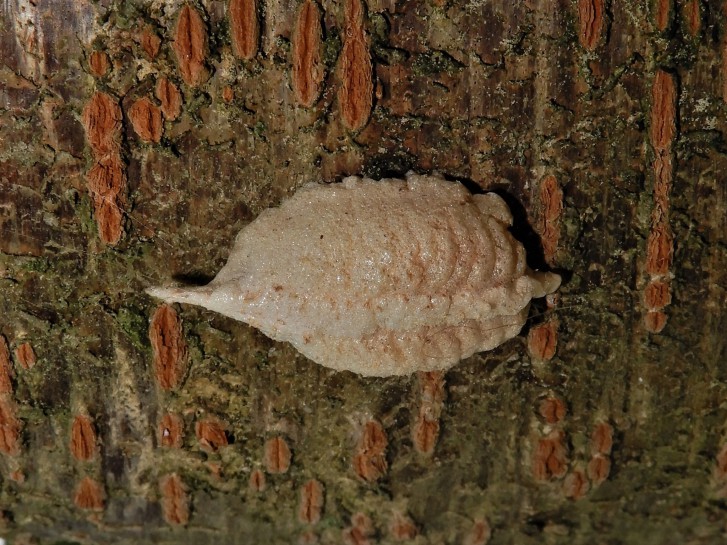 South African mantis eggcase. Image: Grey Smith / CC-BY-NC