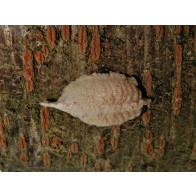 South African praying mantis eggcase