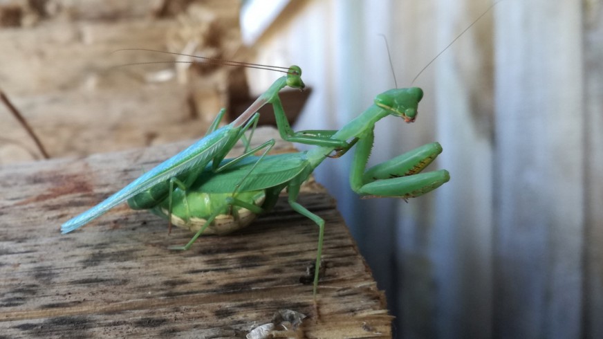 South African mantis mating. Image: kengillies / CC-BY-NC