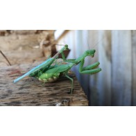 South African praying mantis