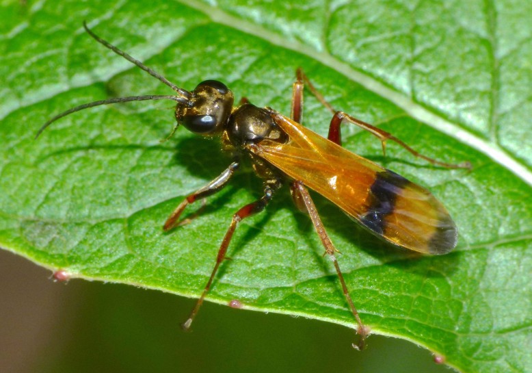 Spider hunting wasps [Sphictostethus calvus]. Image: Steve Kerr / CC-BY