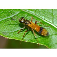 Spider hunting wasps