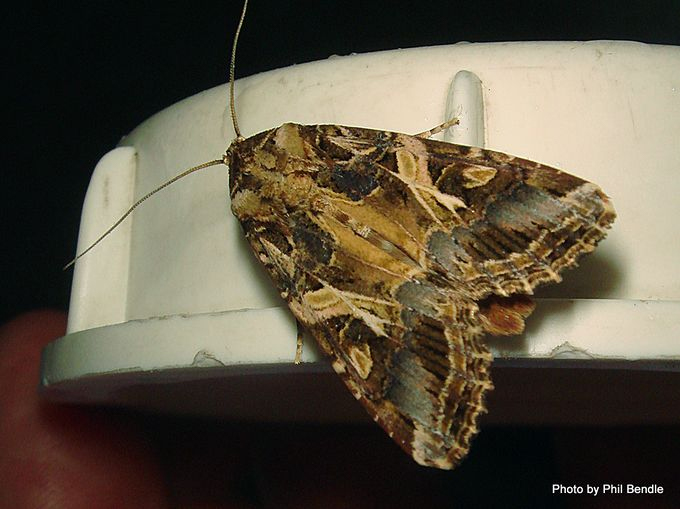 [Spodoptera litura]. Image: Phil Bendle Collection, CitSciHub.nz