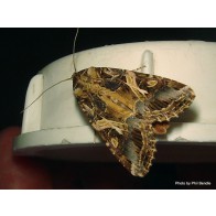 Tropical armyworm moth