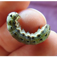Tropical armyworm caterpillar