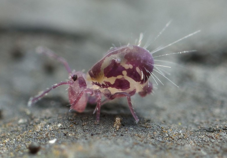 Springtail. Image: Andy Murray / CC BY-SA 2.0