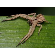 Square ended crab spider