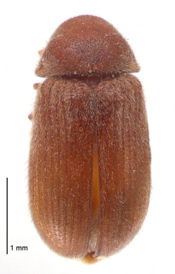 Drugstore beetle / Te pītara toa rongoā [Stegobium paniceum]