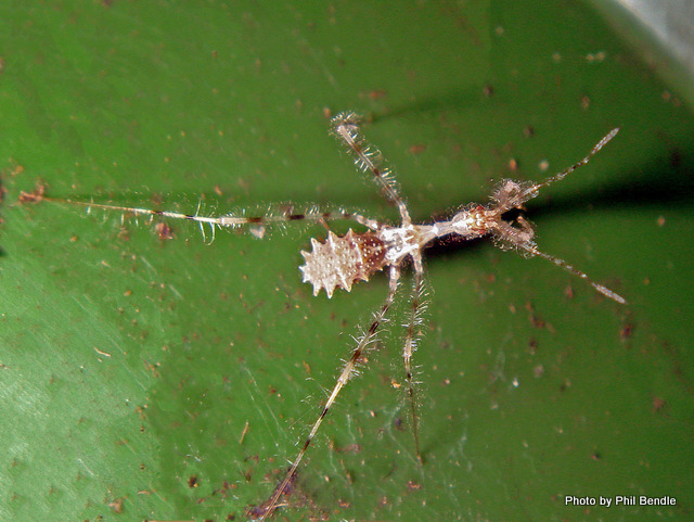 Assassain bug ([Stenolemus fraterculus]) . Image: Phil Bendle