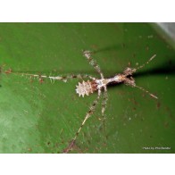Assassin bug