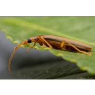 Striped lax beetle