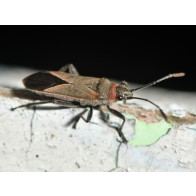 Swan plant seed bug