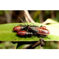 Swan plant seed bug nymph