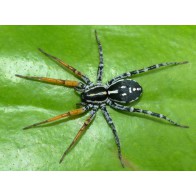 Swift ground spider 