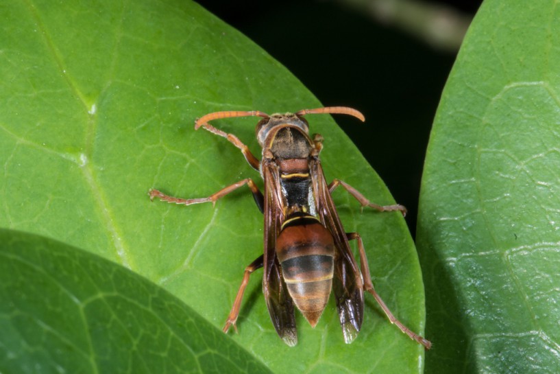 Tasmanian paper wasp. Image: shaun-lee / CC-BY