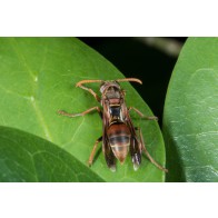 Tasmanian paper wasp