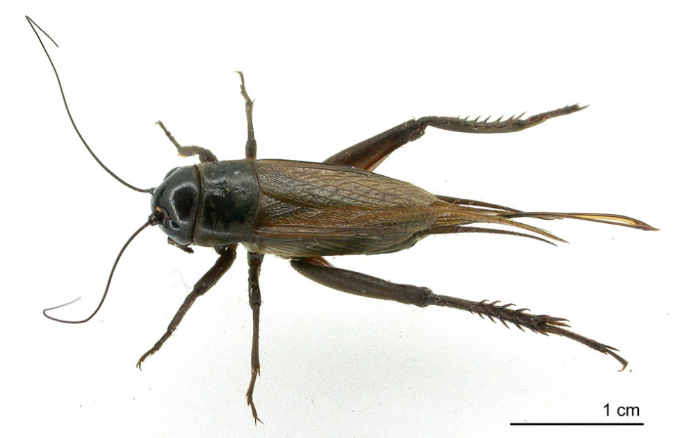 Cricket » Manaaki Whenua