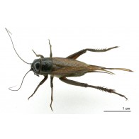 Cricket 
