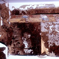 Termite damage