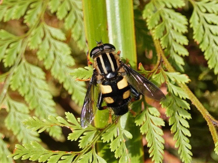 Three-lined hoverfly [Helophilus seelandicus]. Image: jacqui-nz / CC-BY-NC
