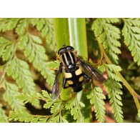 Three-lined hoverfly
