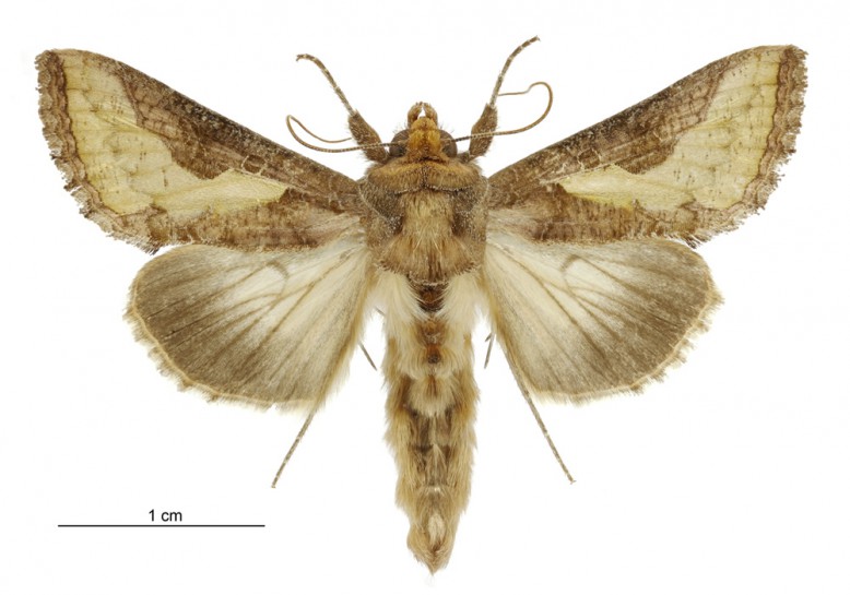 Burnished brass moth / Te kaiwhakakoromeke hoipīni, te pūrēhua parāhe pīata (male). AMNZ