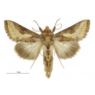 Burnished brass moth
