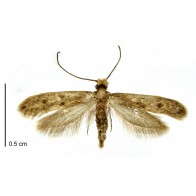 Clothes moth