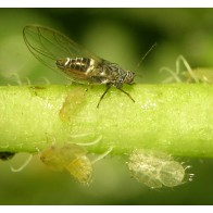 Psyllids