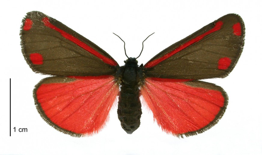 Cinnabar moth, [Tyria jacobaeae]