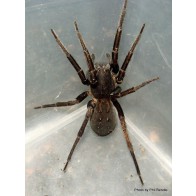 Vagrant spider